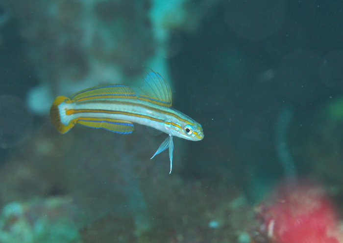 スジクロユリハゼ