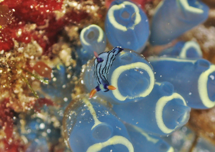 クロスジリュウグウウミウシ