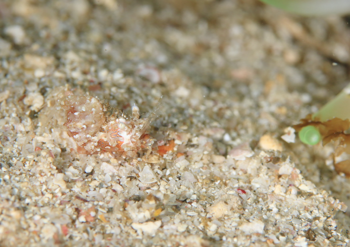 サガミツノメエビ