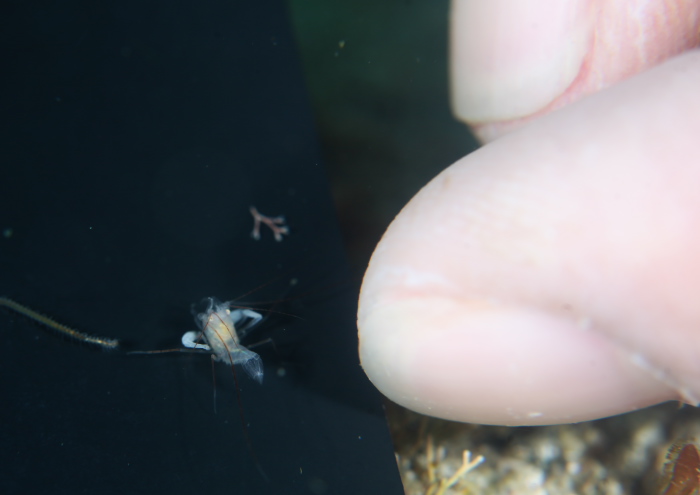 ミクロプロステマ・タケダイ