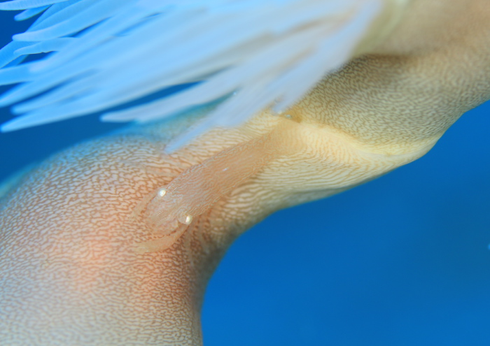 アヤトリカクレエビ