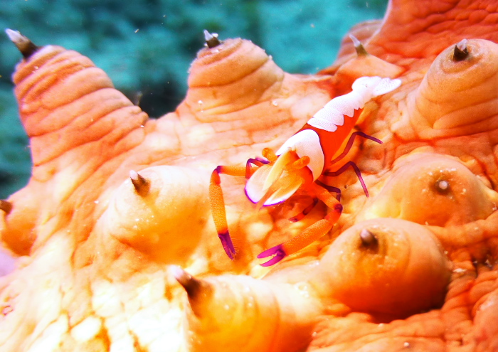 ウミウシカクレエビ