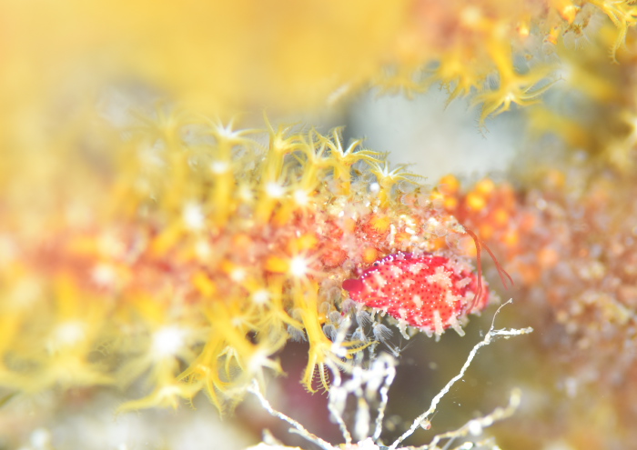 ベニキヌヅツミ