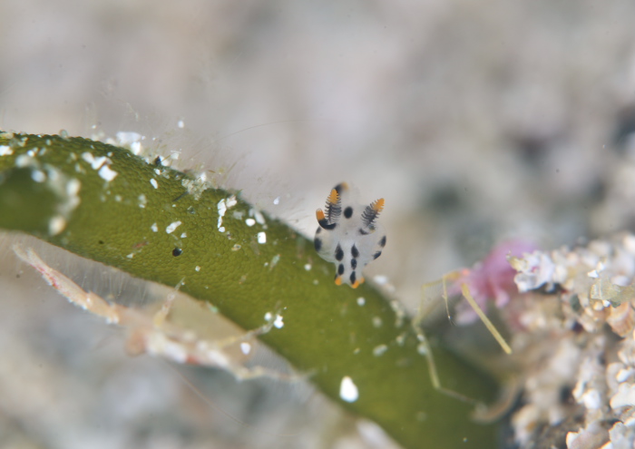 ツノザヤウミウシ