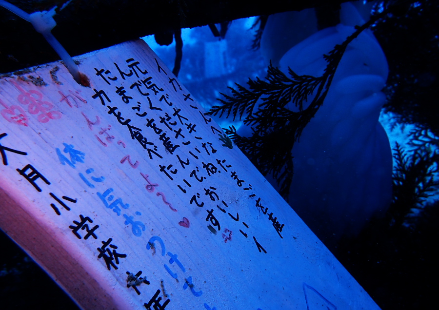 イカ　産卵　卵