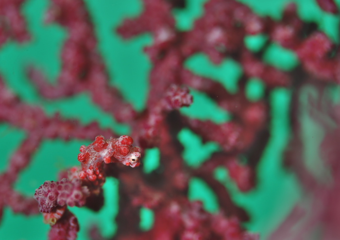 ピグミーシーホース