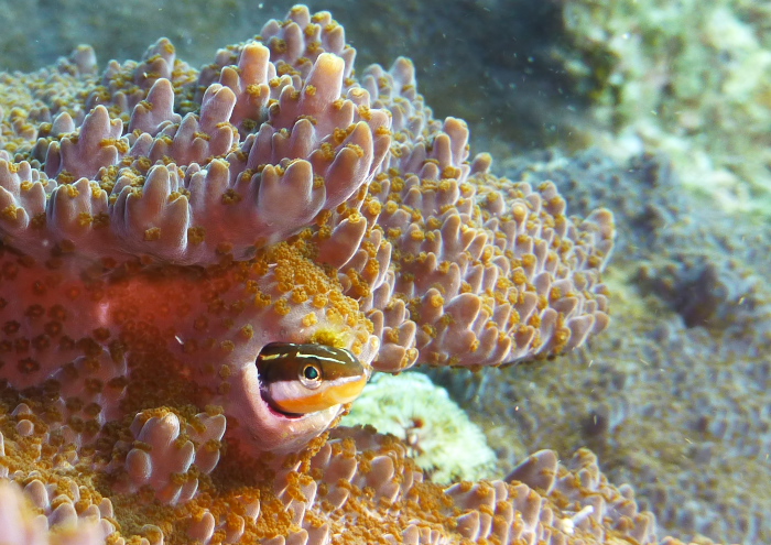 テンクロスジギンポ