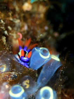 セトリュウグウウミウシ