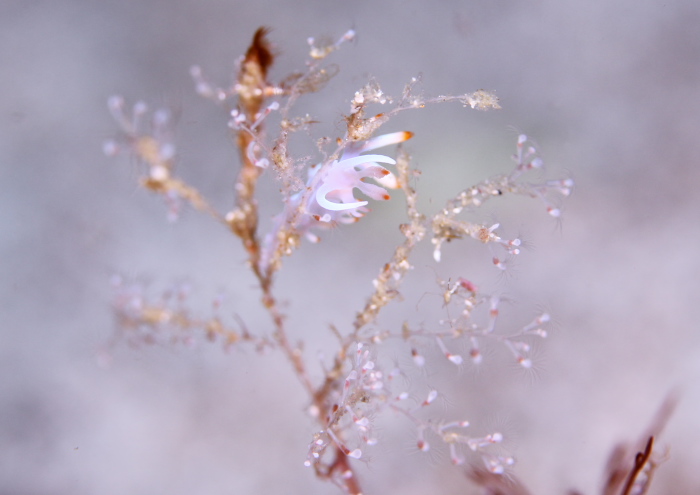 ケラマミノウミウシ