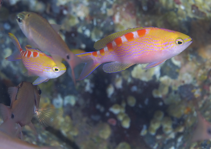 アサヒハナゴイ