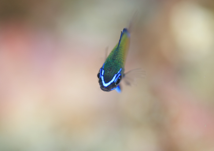 アマミスズメダイ