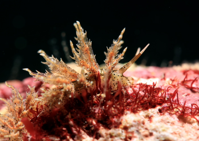 ジョオウミノウミウシ