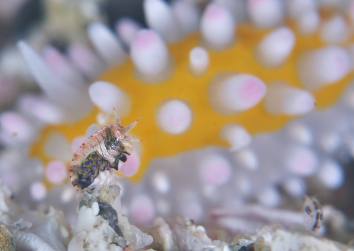 スベヨコエビ属の一種