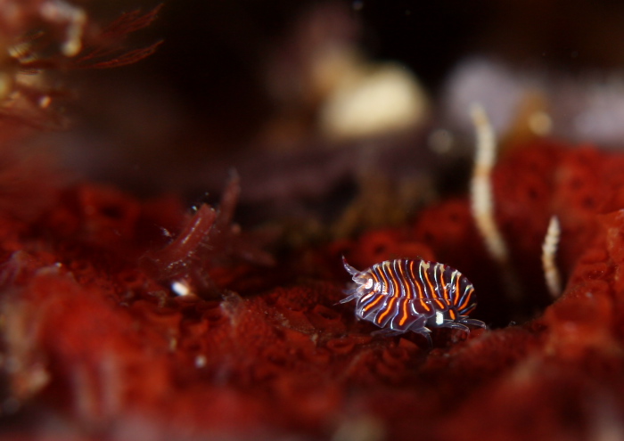 スベヨコエビ属の一種