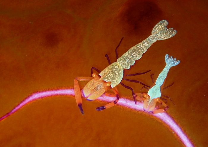 ウミウシカクレエビ