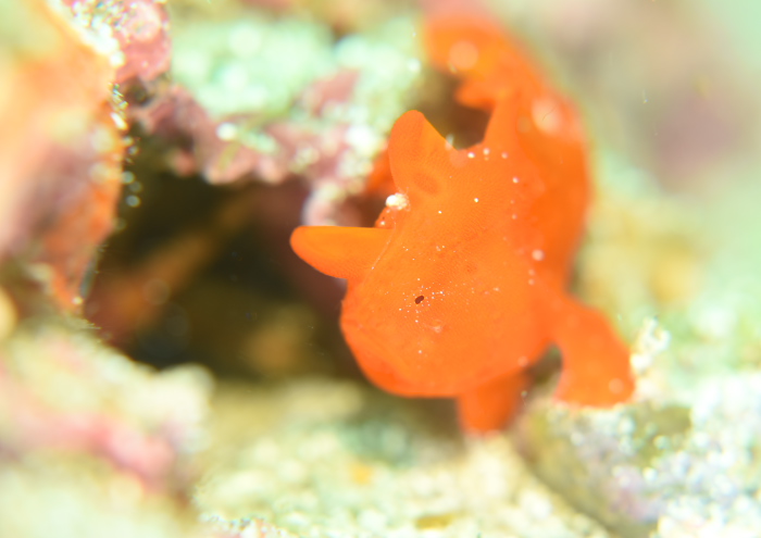 イロカエルアンコウ