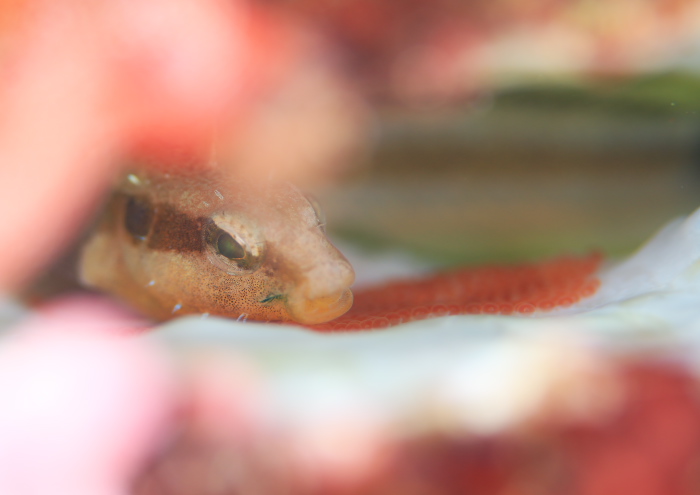 フタホシニジギンポ卵