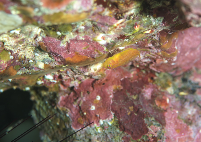 ナガシメベニハゼ