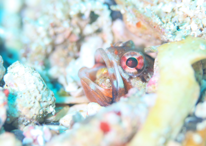 ジョーフィッシュ