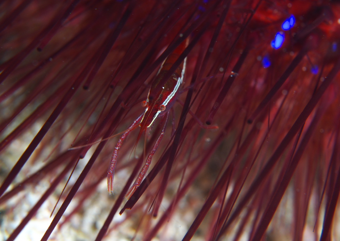 タンザクカクレエビ