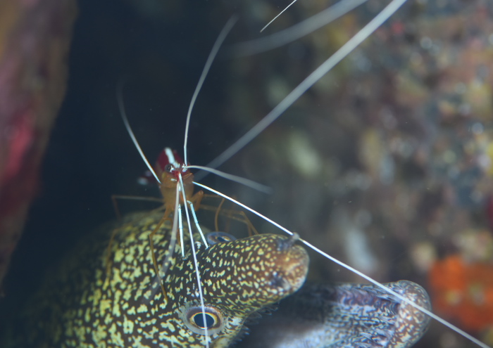 アカシマシラヒゲエビ