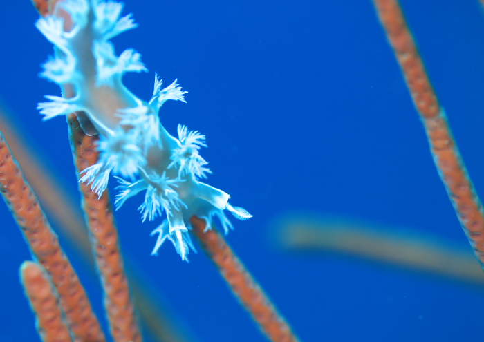 ユビノウハナガサウミウシ