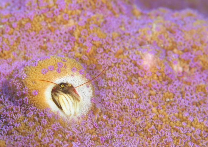 ニシキカンザシヤドカリ