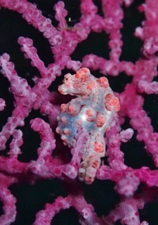 ピグミーシーホース