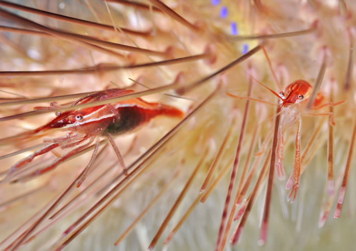 タンザクカクレエビ