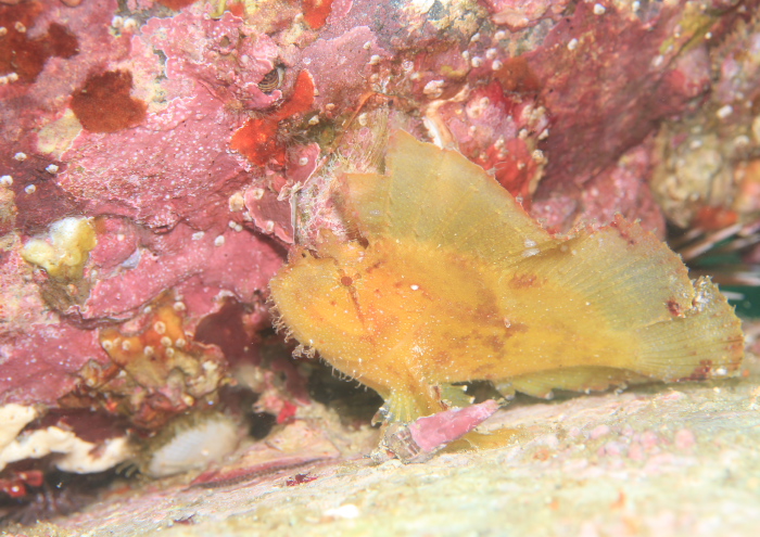 ハダカハオコゼ