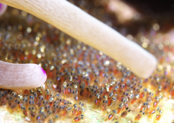 クマノミたまご