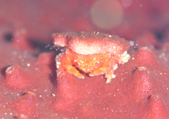 アカゲカイカムリ