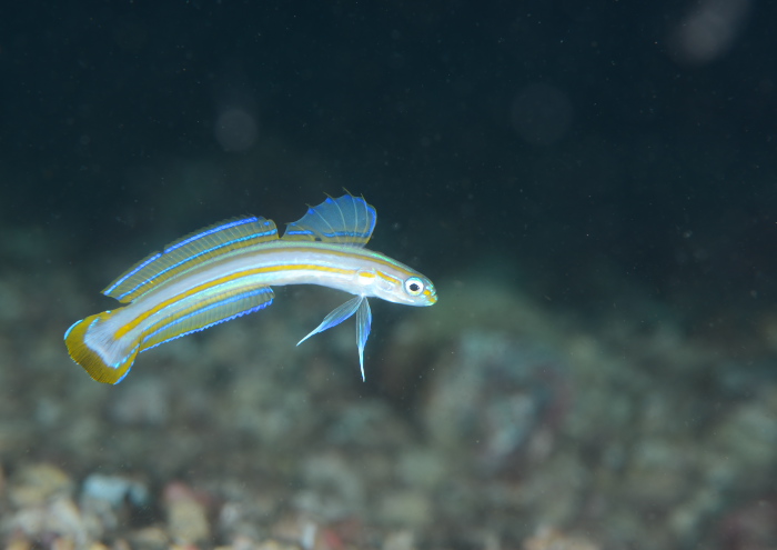 スジクロユリハゼ