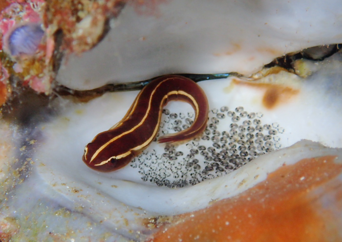 ウミシダウバウオ