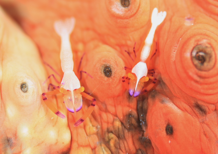 ウミウシカクレエビ