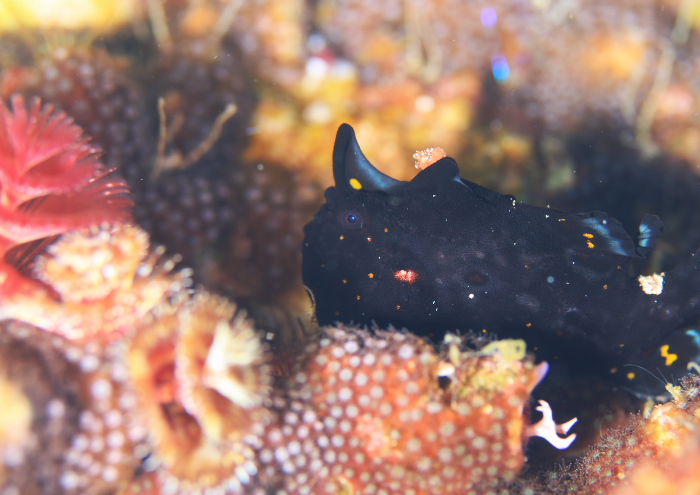 クマドリカエルアンコウ