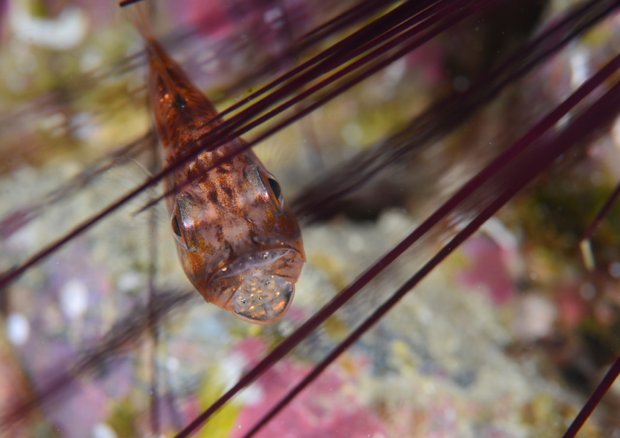 イナズマヒカリイシモチ