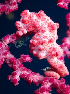 ピグミーシーホース