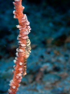 ムチカラマツエビ