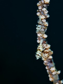 ムチカラマツエビ