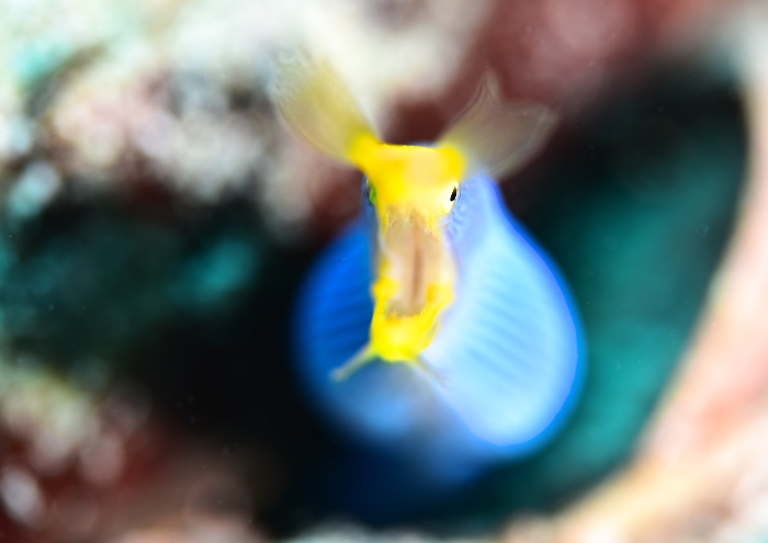 ハナヒゲウツボ