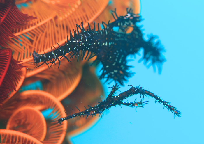 ニシキフウライウオ