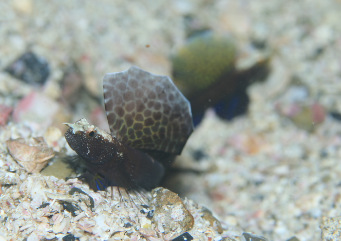 ホタテツノハゼ