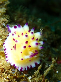 レンゲウミウシ