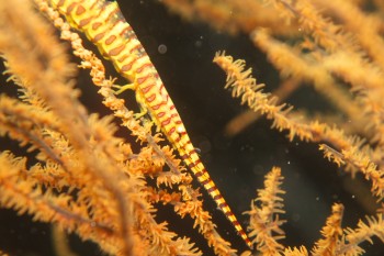 ゴルゴ二アンシュリンプ