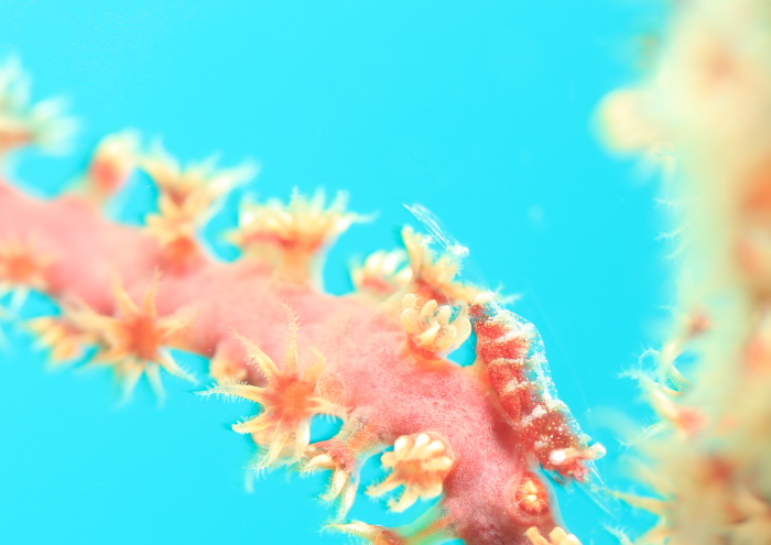 イソバナカクレエビ