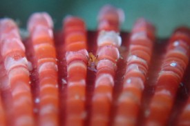 ツルガチゴミノウミウシ