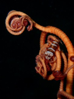 テヅルモヅルエビ