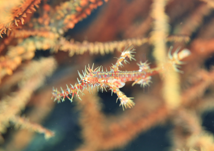 ニシキフウライウオ