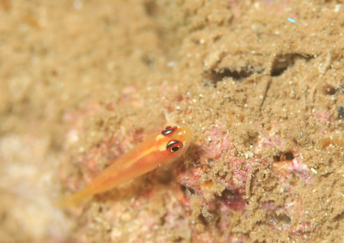 ヒメニラミベニハゼ